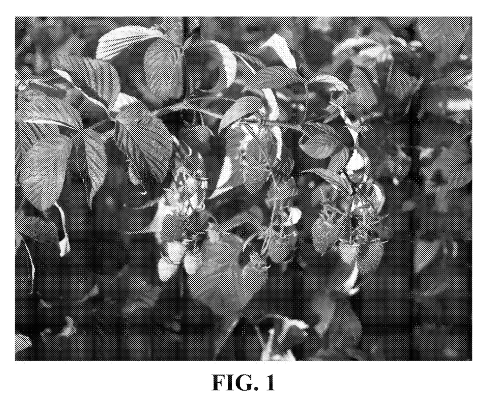 Interesting Patents Red Raspberry Plant Named Finnberry