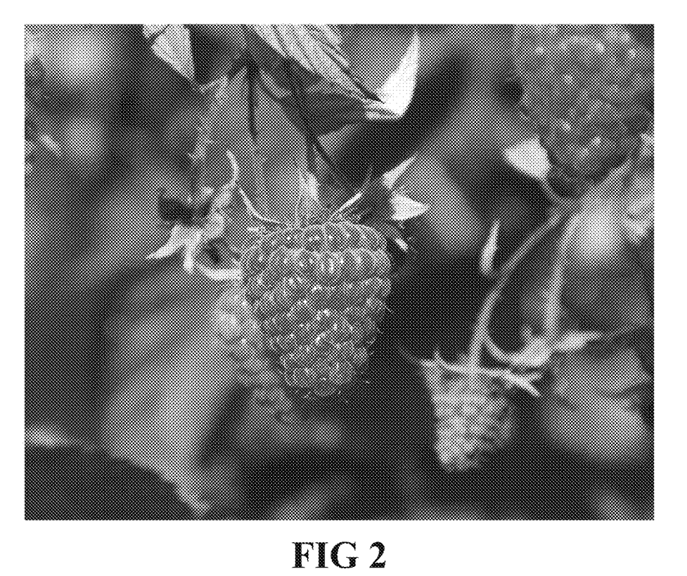 Interesting Patents Red Raspberry Plant Named Finnberry
